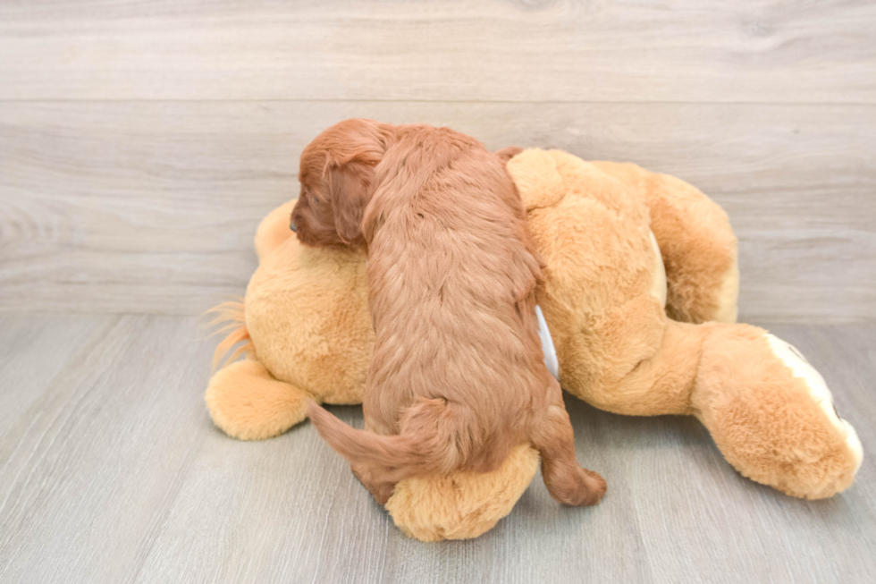 Happy Mini Goldendoodle Baby