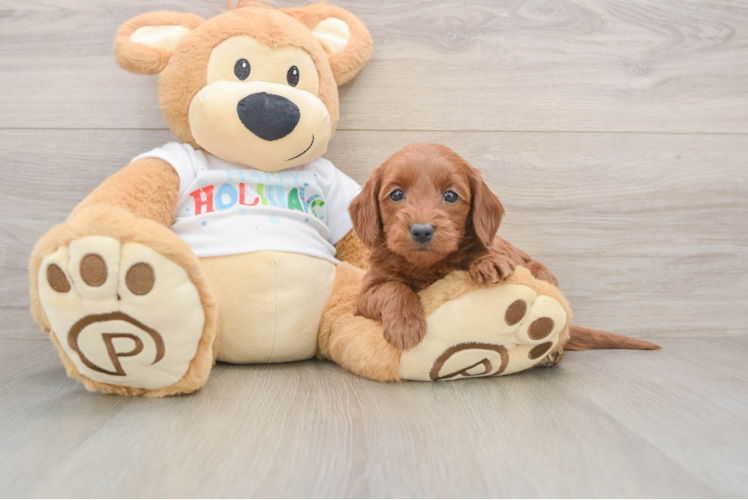 Mini Goldendoodle Pup Being Cute
