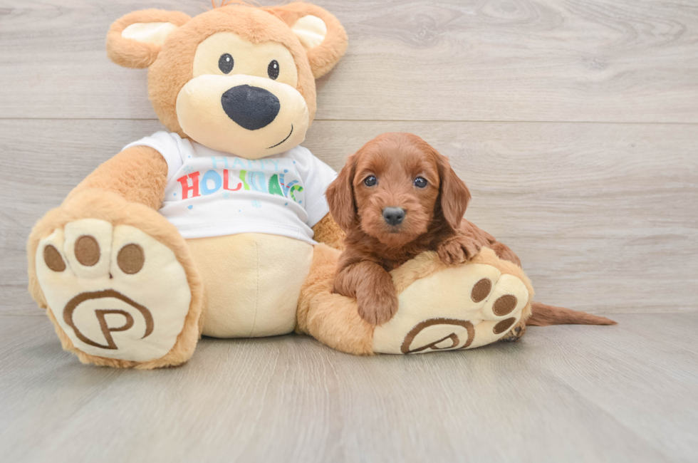 5 week old Mini Goldendoodle Puppy For Sale - Premier Pups