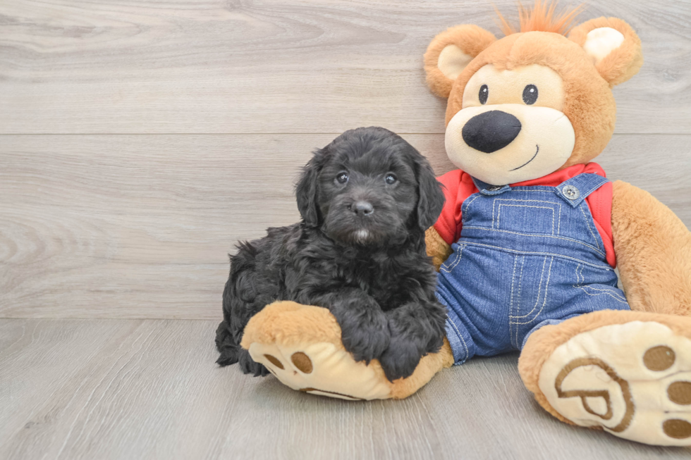 Adorable Golden Retriever Poodle Mix Poodle Mix Puppy