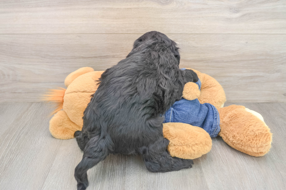 Mini Goldendoodle Pup Being Cute