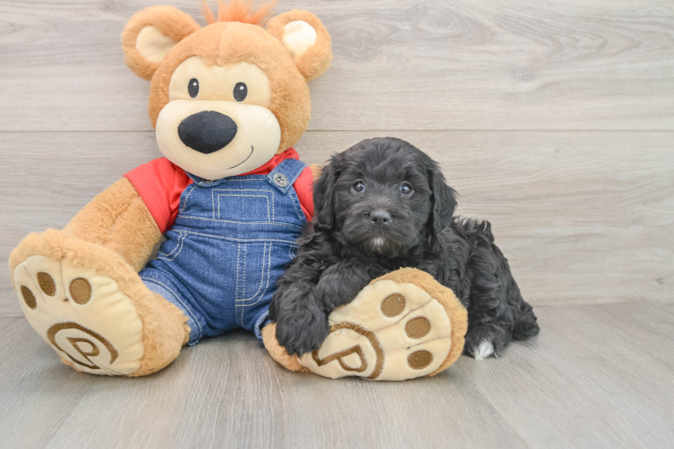 Mini Goldendoodle Pup Being Cute