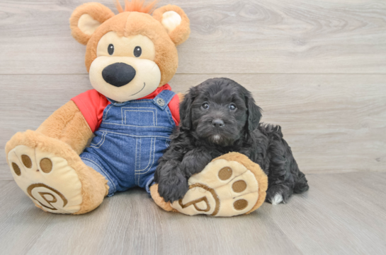 Mini Goldendoodle Pup Being Cute