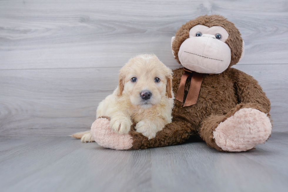 Adorable Golden Retriever Poodle Mix Puppy