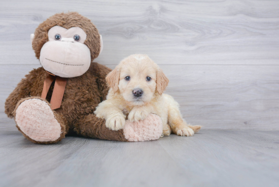 Fluffy Mini Goldendoodle Poodle Mix Pup