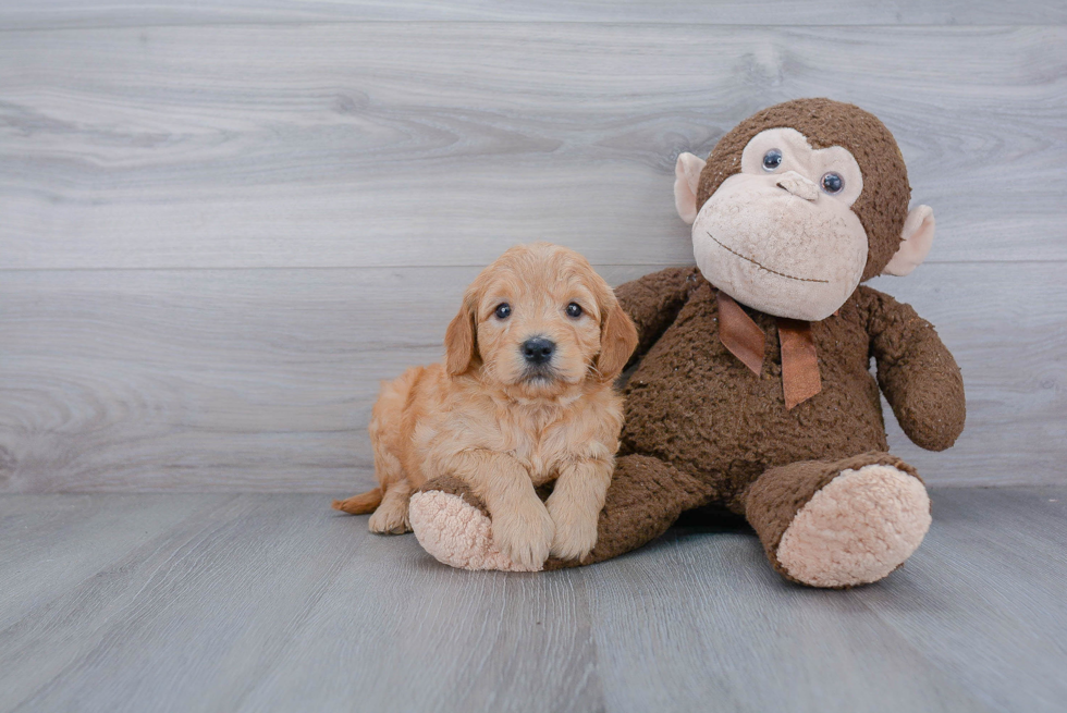 Mini Goldendoodle Pup Being Cute