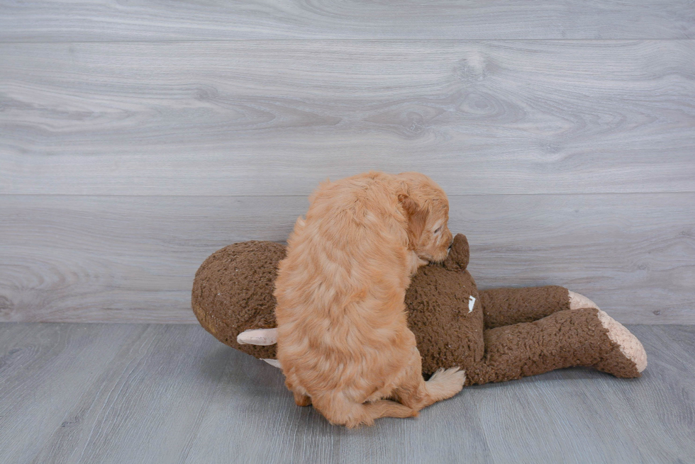 Mini Goldendoodle Puppy for Adoption