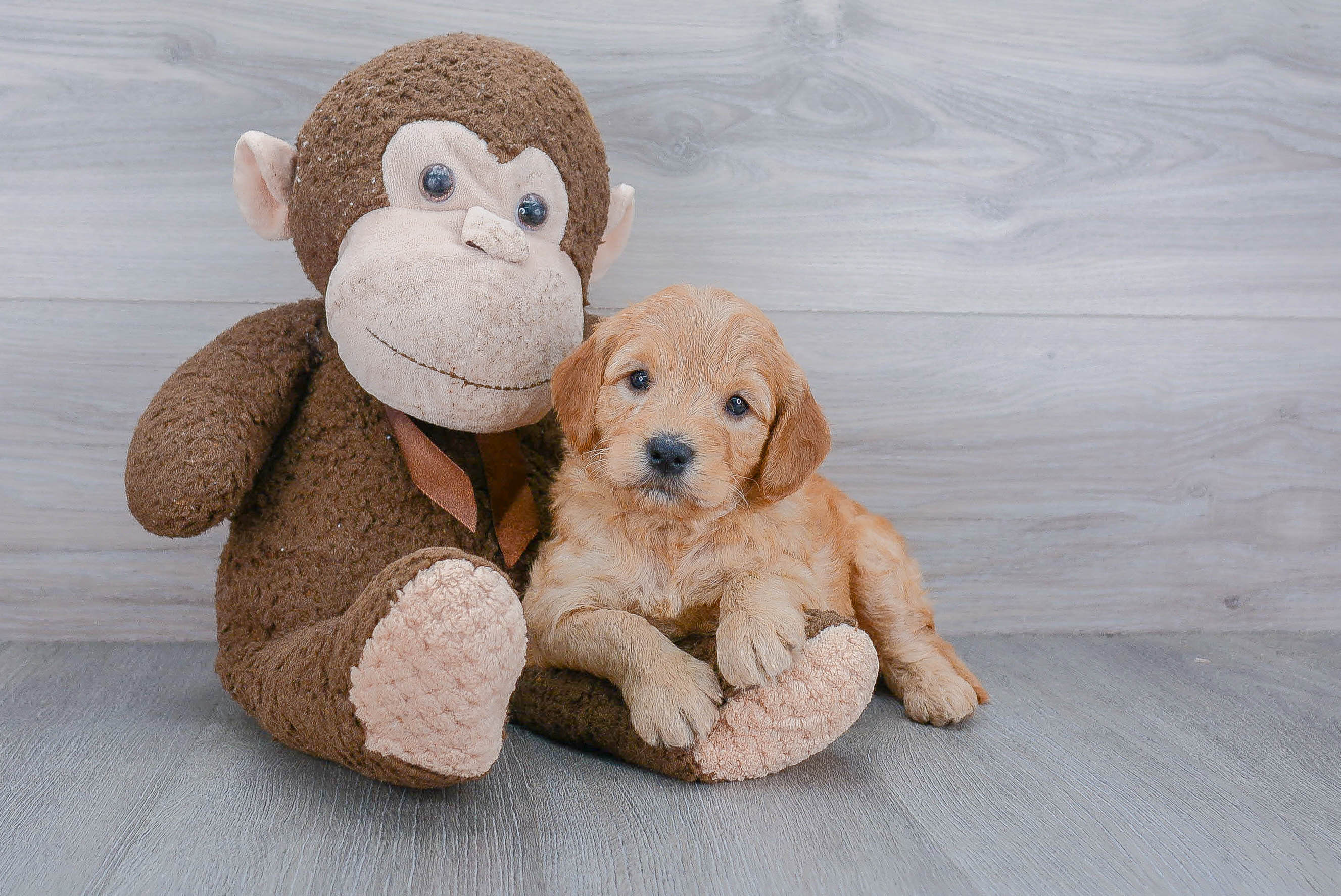 Mini Goldendoodle Puppy for Adoption