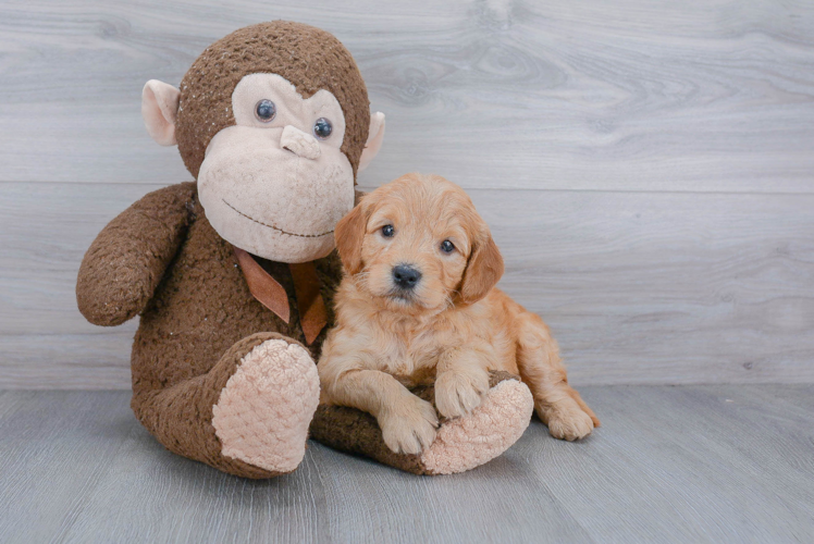 Mini Goldendoodle Puppy for Adoption