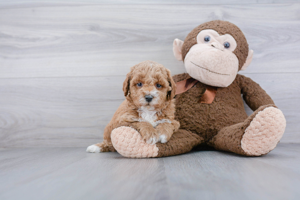 Adorable Golden Retriever Poodle Mix Puppy