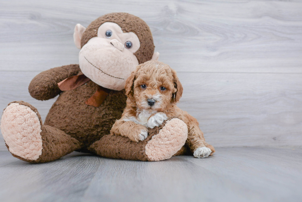 Sweet Mini Goldendoodle Baby