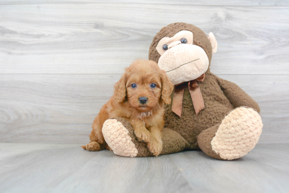 Best Mini Goldendoodle Baby