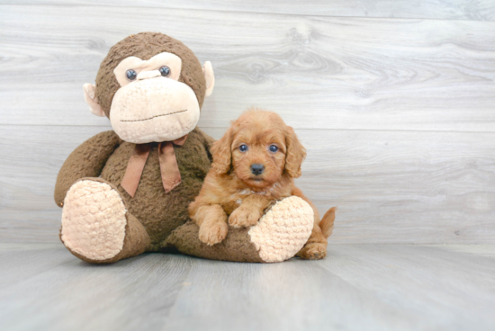 Best Mini Goldendoodle Baby