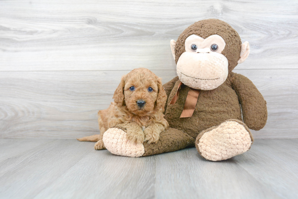 Mini Goldendoodle Pup Being Cute