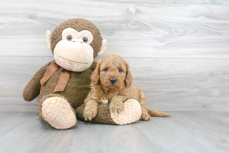 Smart Mini Goldendoodle Poodle Mix Pup