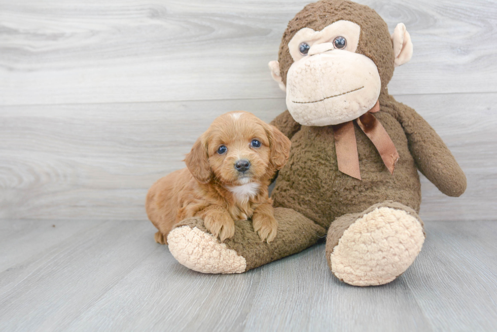 Friendly Mini Goldendoodle Baby