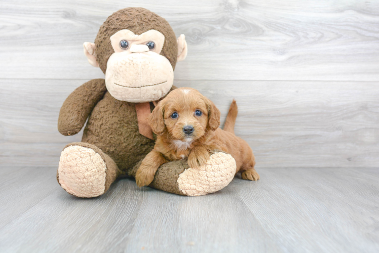 Funny Mini Goldendoodle Poodle Mix Pup