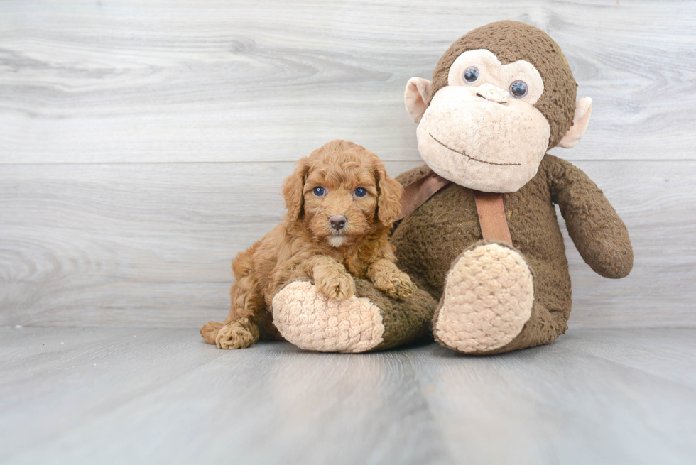 Mini Goldendoodle Puppy for Adoption