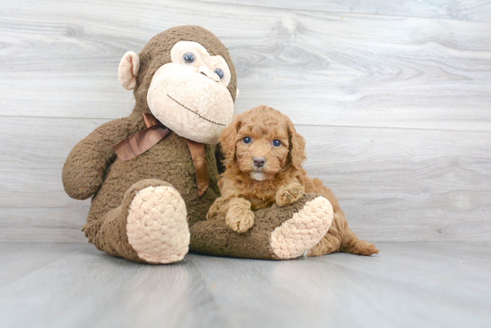 Small Mini Goldendoodle Baby