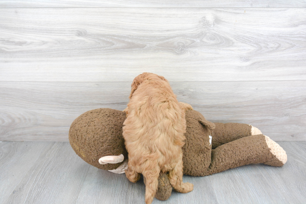 Mini Goldendoodle Pup Being Cute