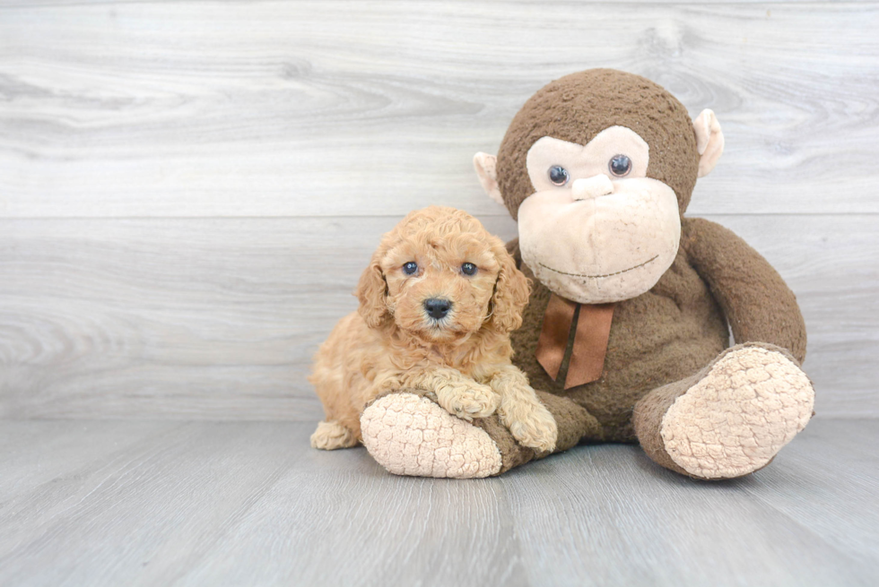 Best Mini Goldendoodle Baby