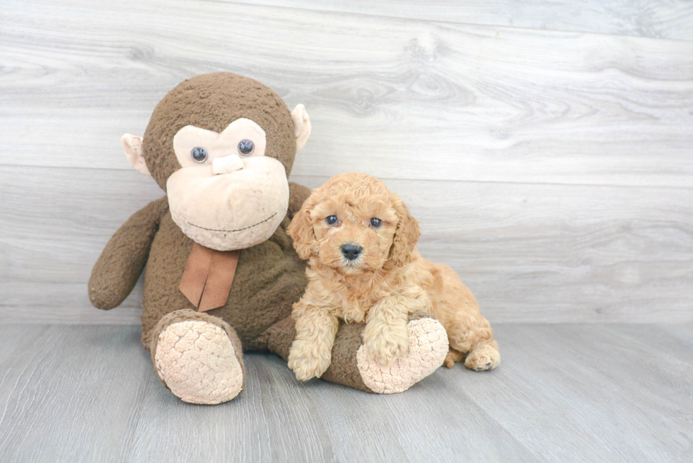 Smart Mini Goldendoodle Poodle Mix Pup