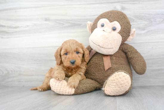 Mini Goldendoodle Pup Being Cute