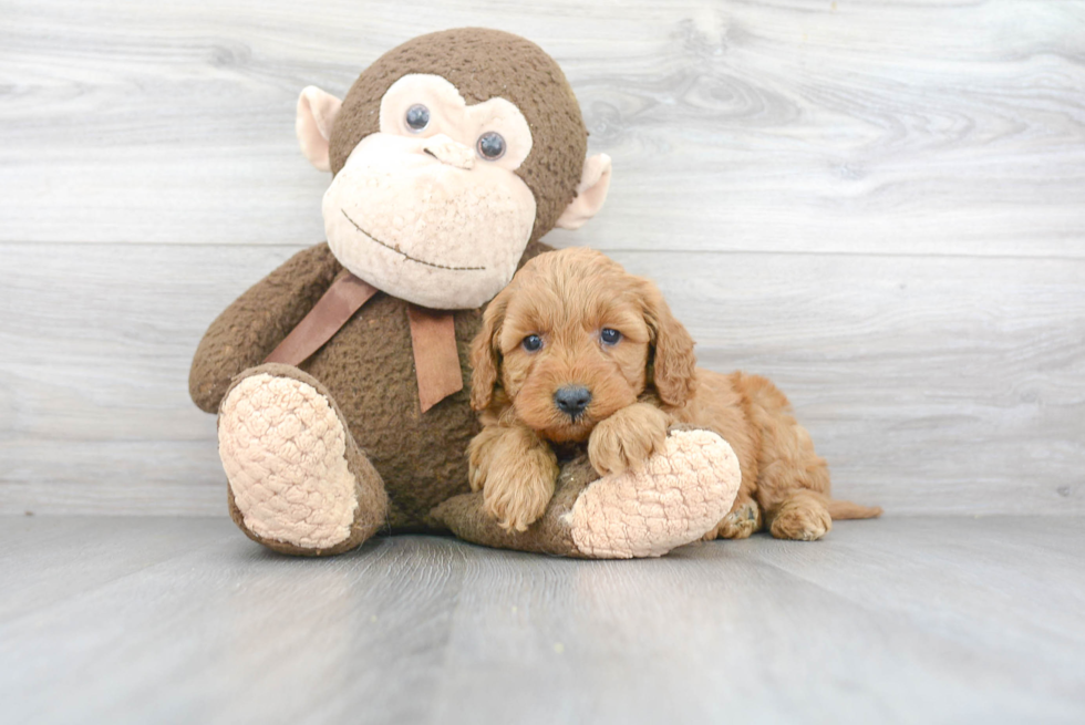 Friendly Mini Goldendoodle Baby