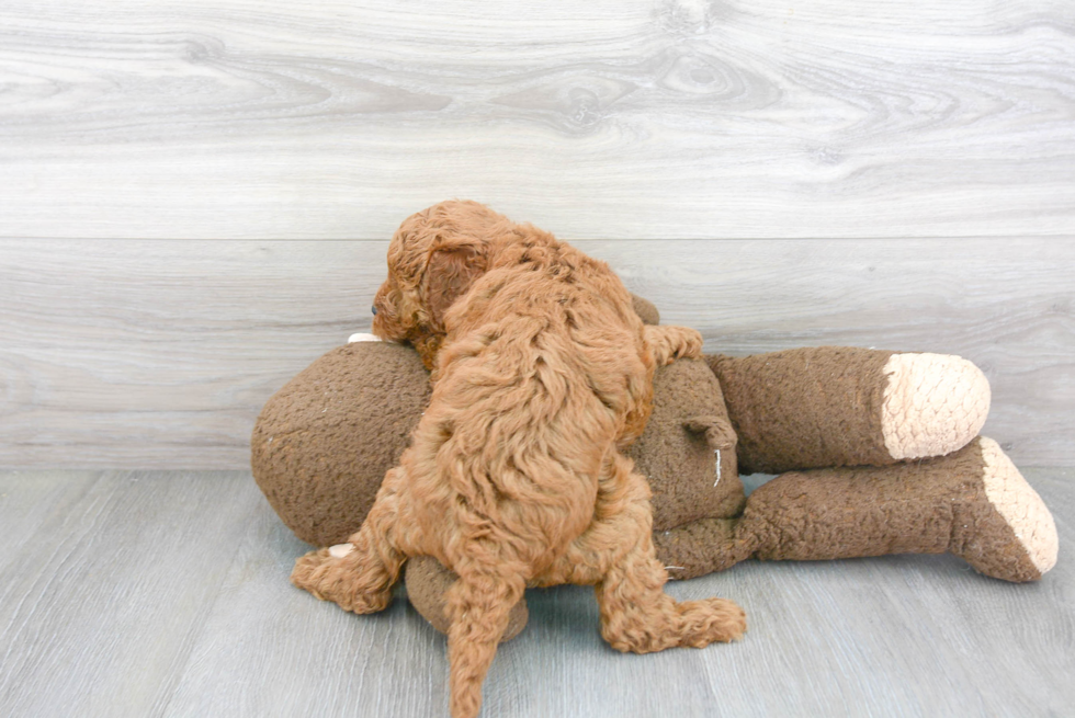 Popular Mini Goldendoodle Poodle Mix Pup