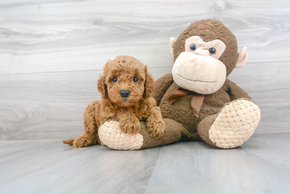 Mini Goldendoodle Pup Being Cute