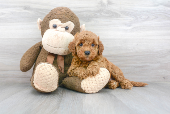 Mini Goldendoodle Puppy for Adoption