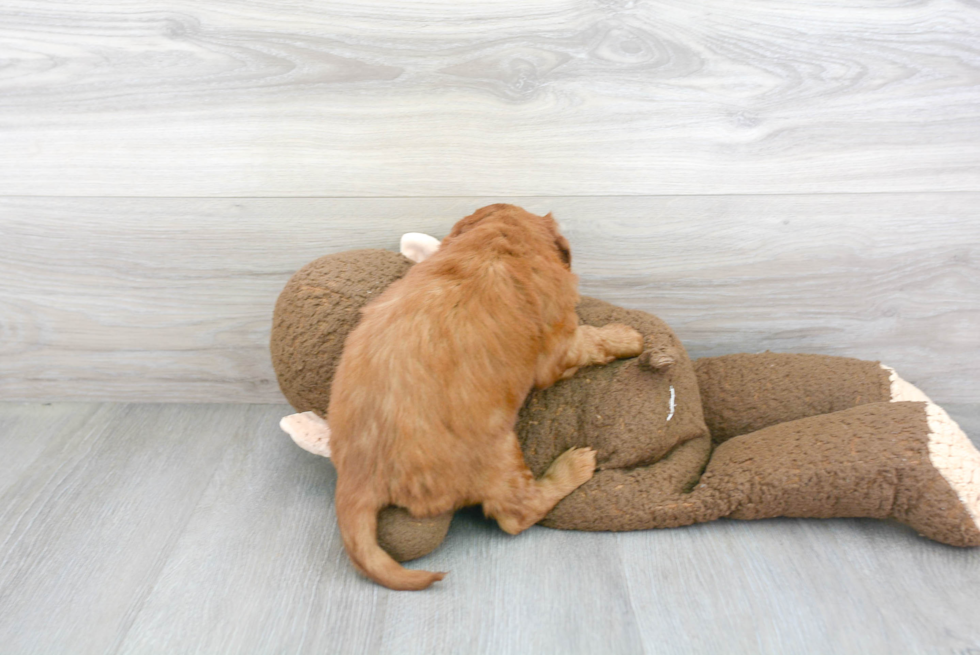 Best Mini Goldendoodle Baby