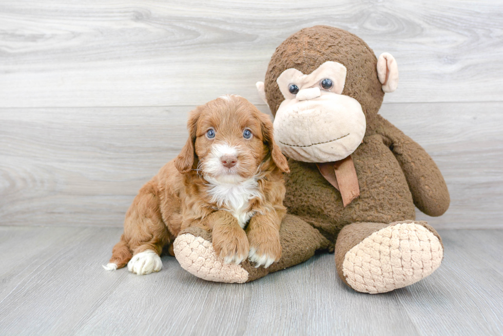 Sweet Mini Goldendoodle Baby