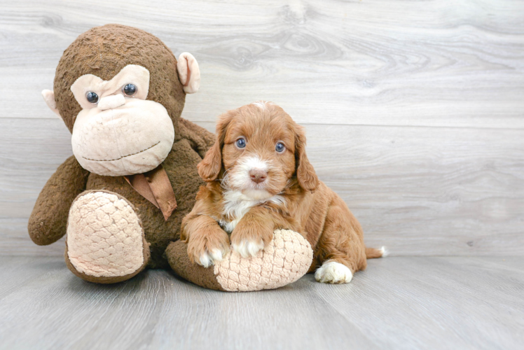 Friendly Mini Goldendoodle Baby