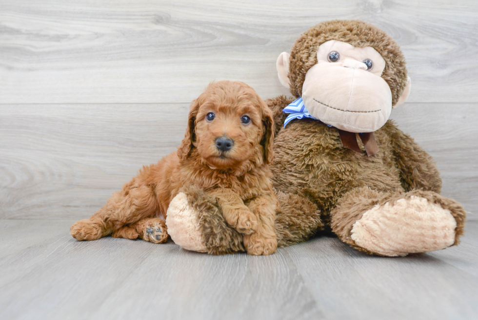 Smart Mini Goldendoodle Poodle Mix Pup