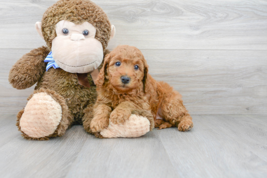 Adorable Golden Retriever Poodle Mix Puppy