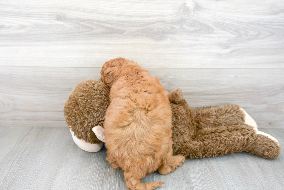 Hypoallergenic Golden Retriever Poodle Mix Puppy