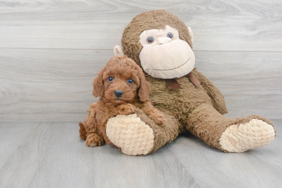 Best Mini Goldendoodle Baby