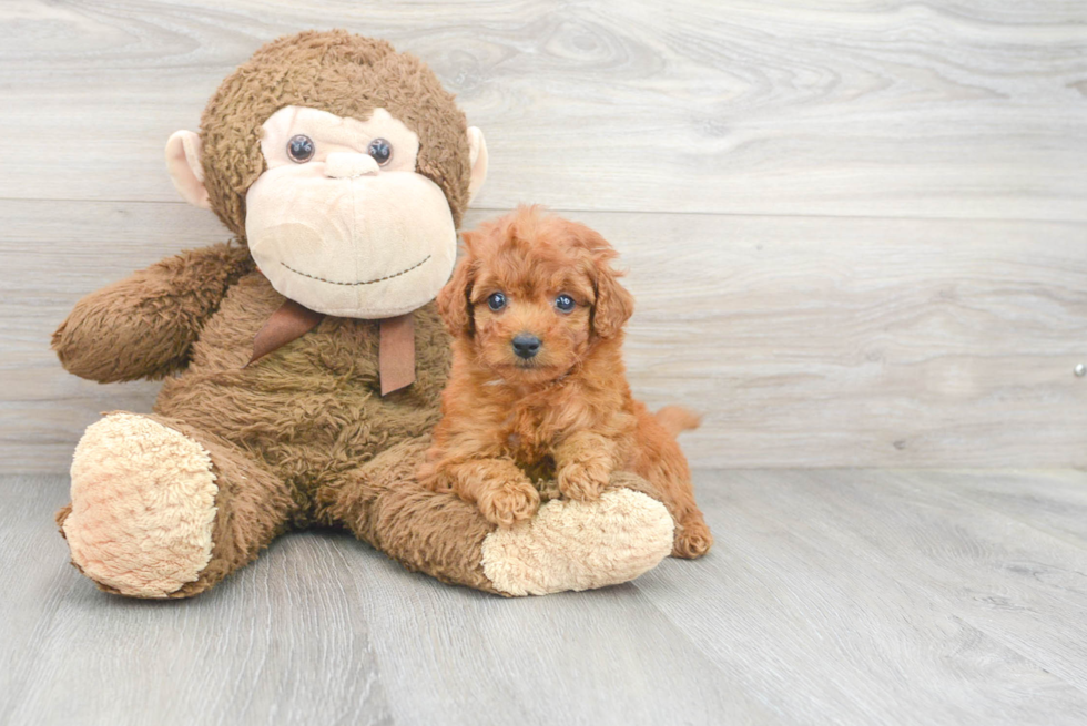 Mini Goldendoodle Puppy for Adoption