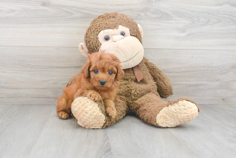 Mini Goldendoodle Pup Being Cute