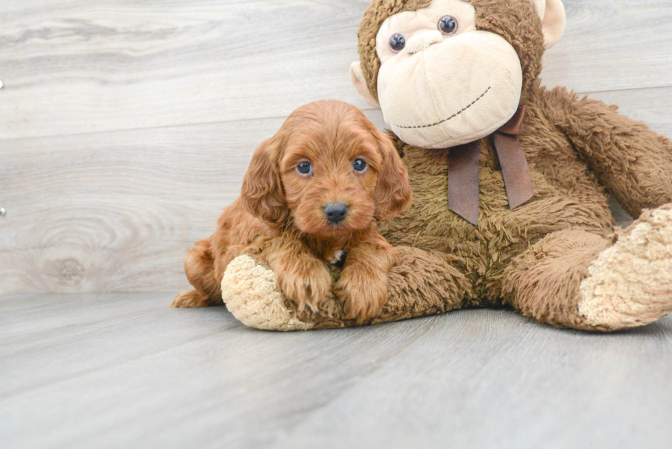 Cute Mini Goldendoodle Baby