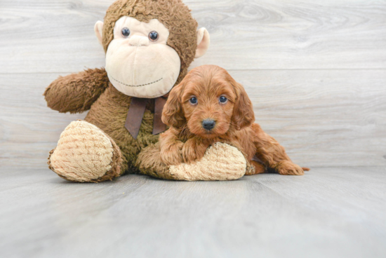 Mini Goldendoodle Puppy for Adoption