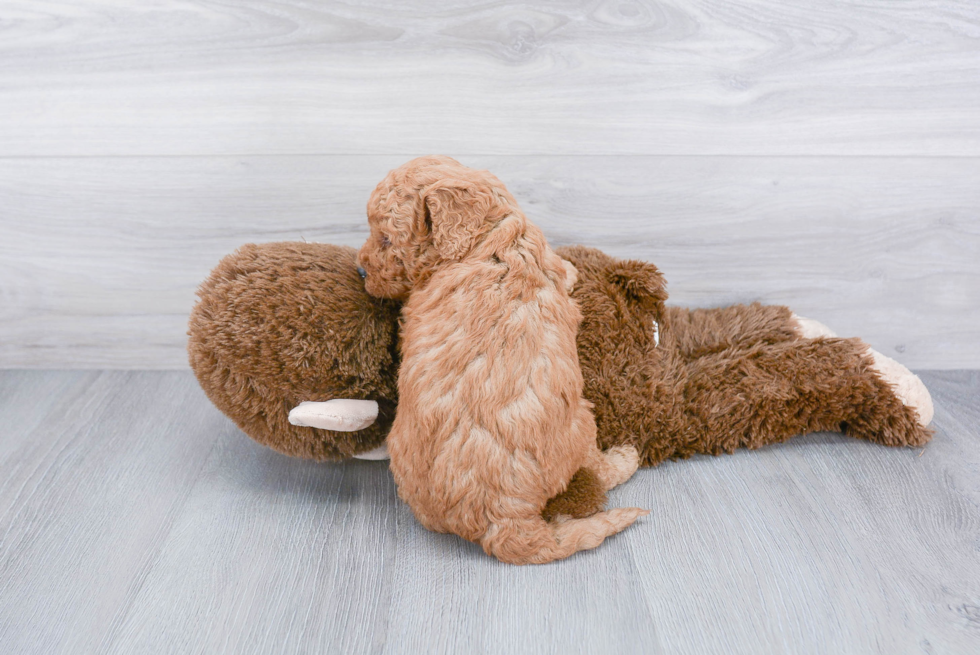 Little Golden Retriever Poodle Mix Puppy