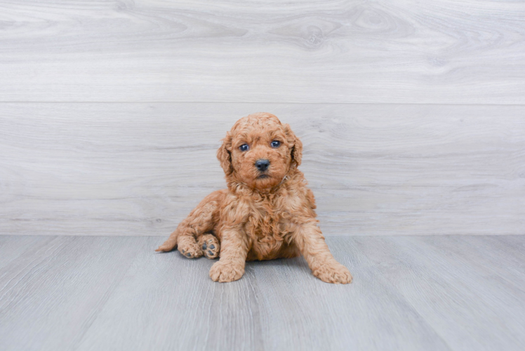 Mini Goldendoodle Puppy for Adoption