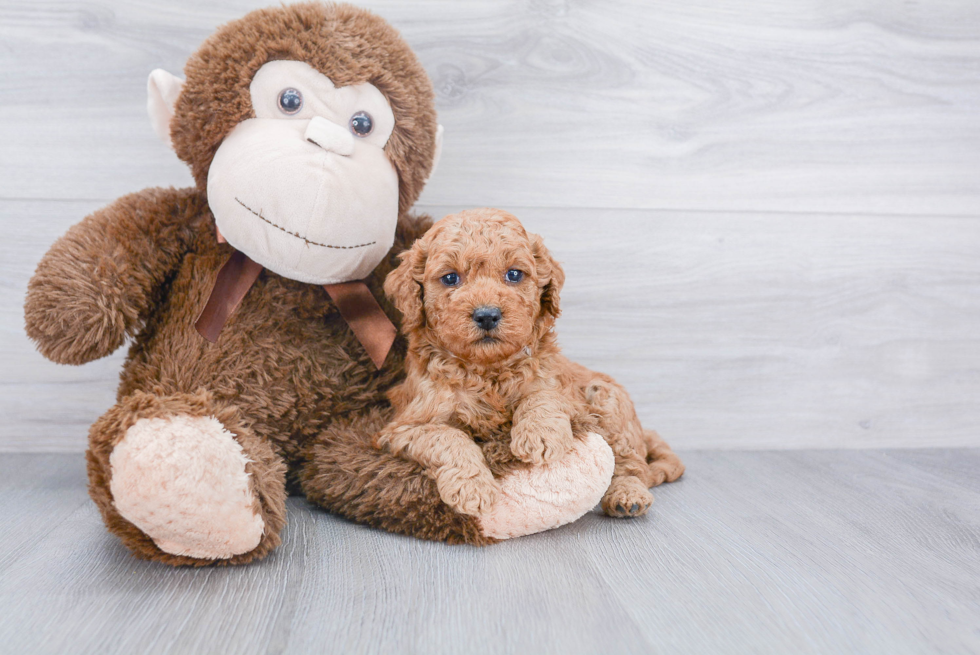 Happy Mini Goldendoodle Baby