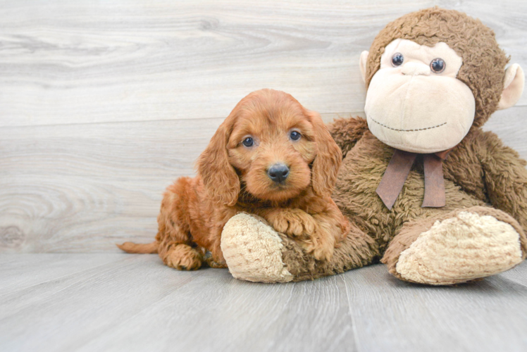 Mini Goldendoodle Puppy for Adoption