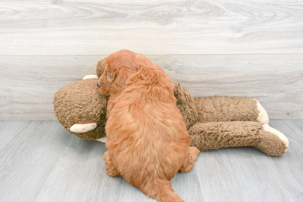 Best Mini Goldendoodle Baby