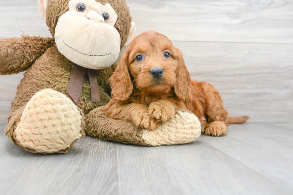 Mini Goldendoodle Puppy for Adoption