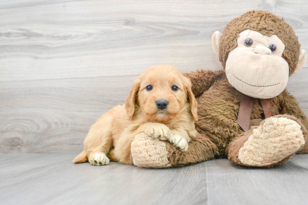 Mini Goldendoodle Puppy for Adoption