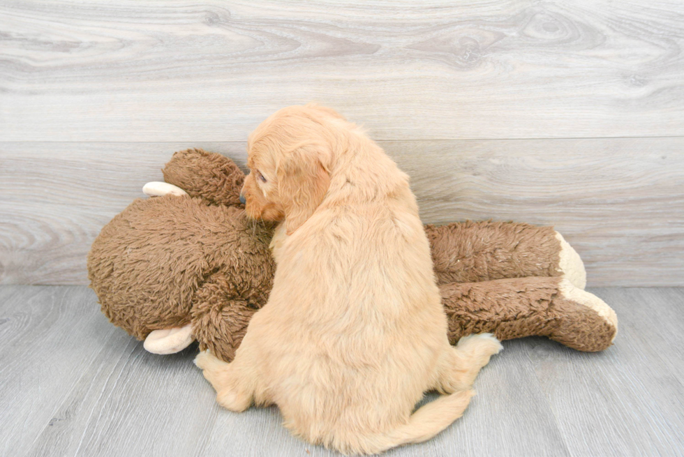 Popular Mini Goldendoodle Poodle Mix Pup